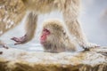 Wild Snow Monkey , Framed and Oblivious
