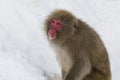 Wild Snow Monkey Looking Up in Snow Royalty Free Stock Photo