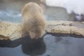 Wild Snow Monkey Looking at Reflection Royalty Free Stock Photo