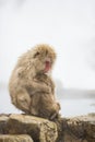 Wild Snow Monkey Mom Shielding Baby from Cold Royalty Free Stock Photo