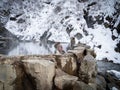 Wild snow monkey in Snow Monkey Park, Nagano, Japan