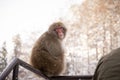 Wild snow monkey in Snow Monkey Park, Nagano, Japan