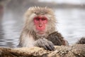 Wild snow monkey in Snow Monkey Park, Nagano, Japan