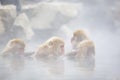 Wild Snow Monkey Spa Therapy