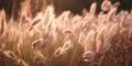 Wild, soft grasses bask in sunlit hues, tinted with the 2024 Color of the Year, Peach Fuzz.