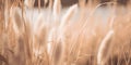 Wild, soft grasses bask in sunlit hues, tinted with the 2024 Color of the Year, Peach Fuzz.