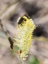 Wild soliary bee on a salix catkin