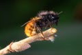 Wild solitary bee Osmia cornuta