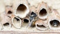 Wild solitary bees mating on insect hotel at springtime