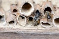 Wild solitary bees mating on insect hotel at springtime