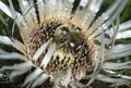 Wild solityra bee on a a silver thistle
