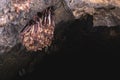 A wild some bats hangs in a dream on the ceiling of a stone cave. Little bats in the North Caucasus