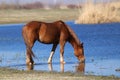 Wild Sorrel mare is drinking in watering place Royalty Free Stock Photo