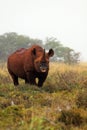 Wild south african black rhino Royalty Free Stock Photo