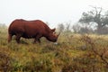 Wild south african black rhino Royalty Free Stock Photo