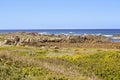 Wild South African coast line full of wild flowers Royalty Free Stock Photo