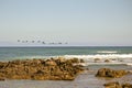 Wild South African coast line full of wild flowers Royalty Free Stock Photo