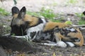 wild south african dog sniffing the ground