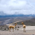 Wild South American camel, Andes of central Ecuador Royalty Free Stock Photo