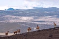 Wild South American camel, Andes of central Ecuador Royalty Free Stock Photo