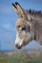 Wild South American Donkey Baby in Aruba Royalty Free Stock Photo