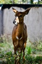 Wild Southafrican gazelle looking