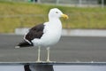 Southern Black-backed Gull