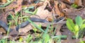 Wild southern black racer - Coluber constrictor priapus - slithering through leaves on the ground while searching for food in the Royalty Free Stock Photo