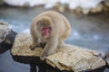 Wild Snow Monkey on Rocky Ledge Royalty Free Stock Photo