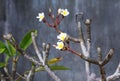 Wild spa flower plumeria