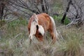 Wild Spanish mustangs of Shackleford Banks Royalty Free Stock Photo