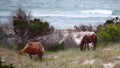 Wild Spanish mustangs of Shackleford Banks Royalty Free Stock Photo