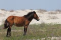 Wild Spanish mustangs of Shackleford Banks North Carolina Royalty Free Stock Photo