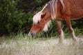 Wild Spanish mustangs of Shackleford Banks Royalty Free Stock Photo