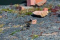 Wild Sparrow roaming around on rocks