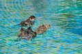 Wild sparrows bathing in shallow swimming pool water