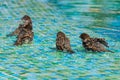 Wild sparrows bathing in shallow swimming pool water