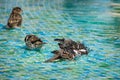 Wild sparrows bathing in shallow swimming pool water