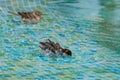 Wild sparrows bathing in shallow swimming pool water