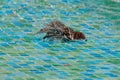 Wild sparrows bathing in shallow swimming pool water