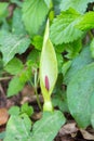 Wild spathe flower Arum maculatum Royalty Free Stock Photo