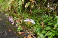 Wild specimen of Dianella flower. Soft pink petals with yellow stamens.