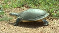 Lissemys ceylonensis, Sri Lankan flapshell turtle