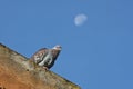 Wild Speckled Pigeon and a Morning Moon Royalty Free Stock Photo