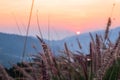 Wild spicas with mountains scenery sunset view Royalty Free Stock Photo