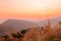 Wild spicas with mountains scenery sunset view Royalty Free Stock Photo