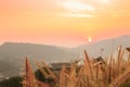 Wild spicas with mountains scenery sunset view Royalty Free Stock Photo