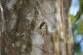 Wild spider eating in its web Royalty Free Stock Photo
