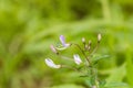 Wild spider flower Royalty Free Stock Photo