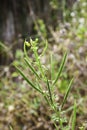 Wild Spider Flower in garden